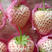 山东青岛淡雪白草莓大量上市，产地直发，有需要的联系我