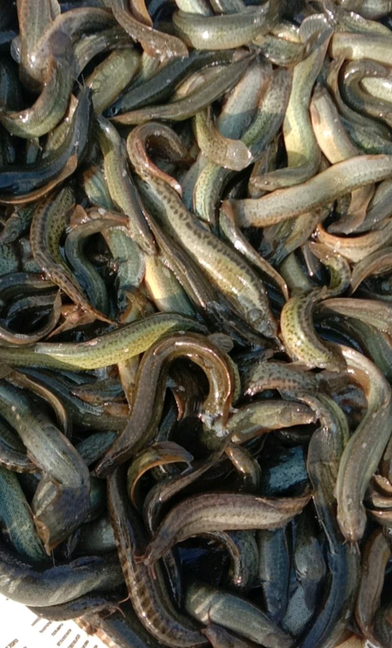 本地养殖台湾泥鳅，一手货源，质量好，规格齐全。批零兼营。