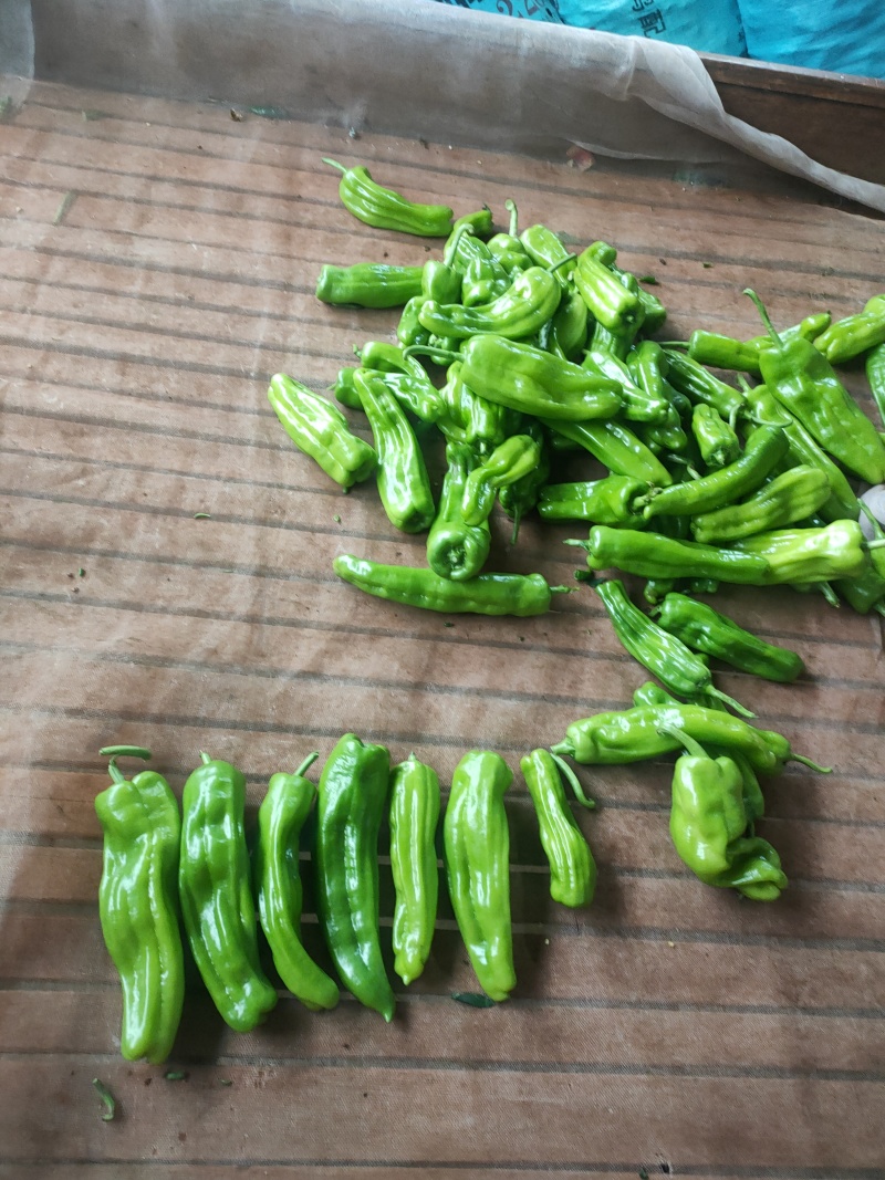 芜湖椒苏椒砀椒，龚垒代收货电商货对接各大平台，万亩大棚基