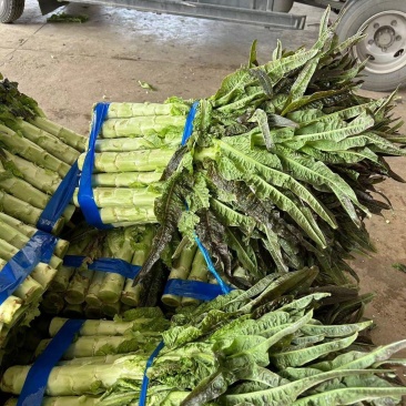 万亩蔬菜基地精品莴笋大量供应市场、电商、超市