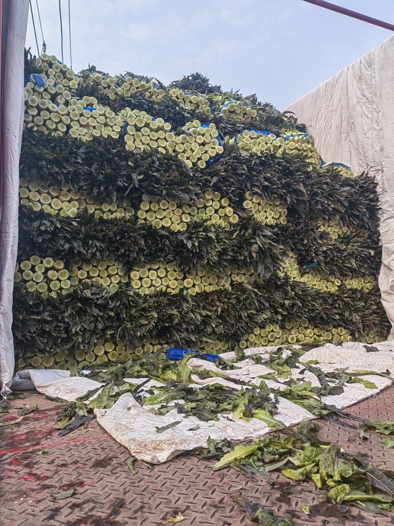 万亩蔬菜基地精品莴笋大量供应市场、电商、超市