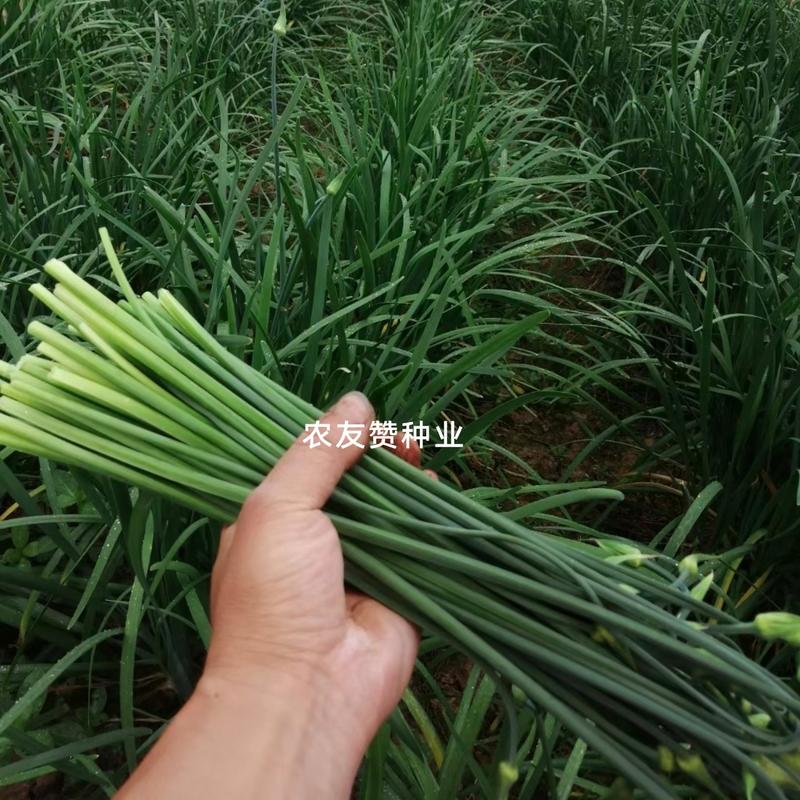 苔韭王子韭菜种子韭苔种子新品种产量高分孽力强出苔早抗寒