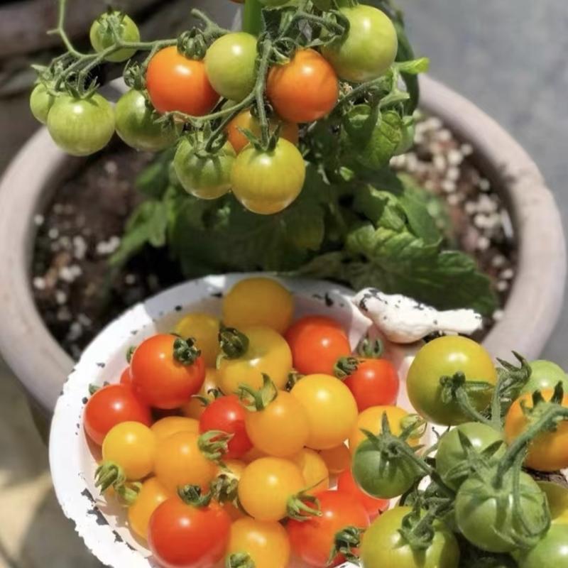 矮秧黄珍珠小番茄种子超甜矮秧红珍珠小番茄种子盆栽番茄种子