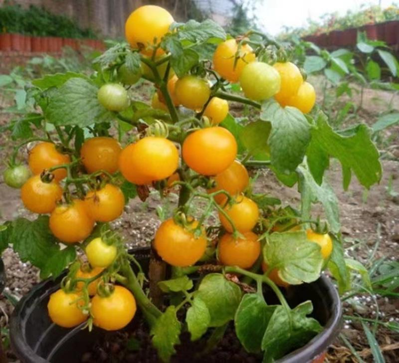 矮秧黄珍珠小番茄种子超甜矮秧红珍珠小番茄种子盆栽番茄种子