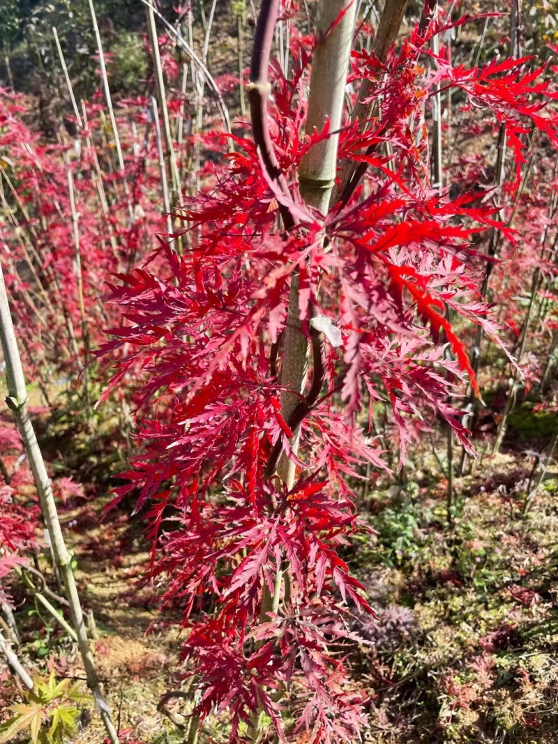 羽毛枫羽毛枫小苗石榴红青龙羽毛枫5/20公分工程苗