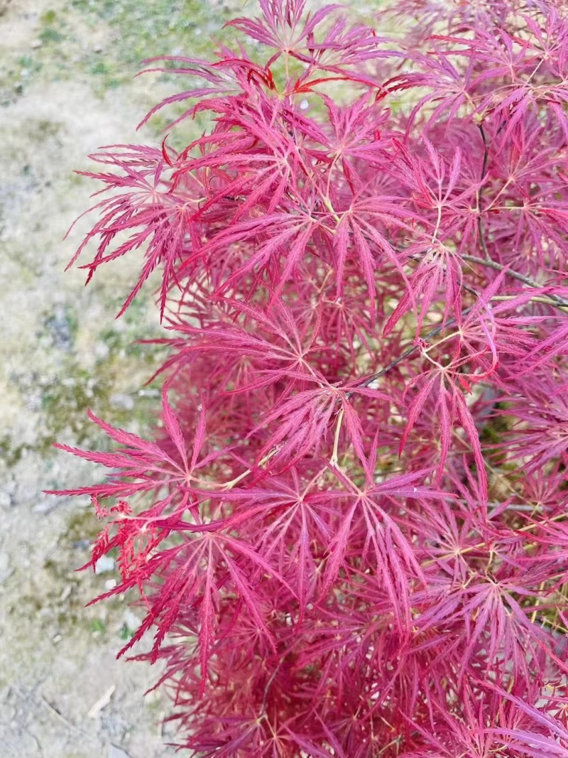 羽毛枫羽毛枫小苗石榴红青龙羽毛枫5/20公分工程苗