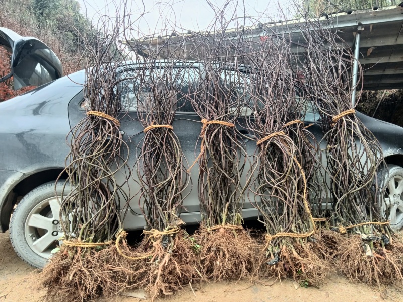 羽毛枫羽毛枫小苗石榴红青龙羽毛枫5/20公分工程苗