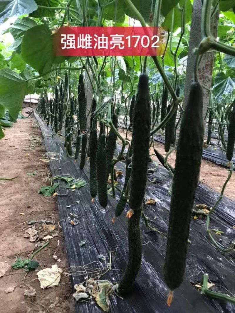 热卖黄瓜种子乾德1702强磁黑油亮大黄瓜高产抗病绿瓤