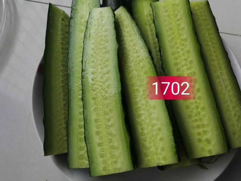 热卖黄瓜种子乾德1702强磁黑油亮大黄瓜高产抗病绿瓤