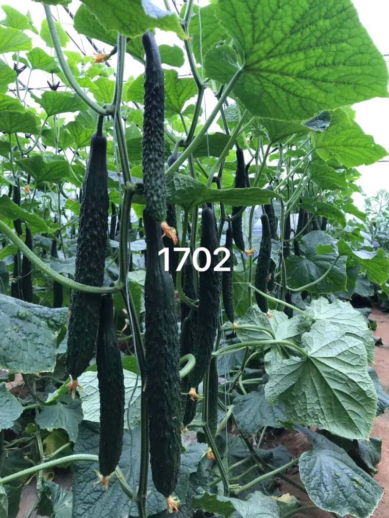 热卖黄瓜种子乾德1702强磁黑油亮大黄瓜高产抗病绿瓤