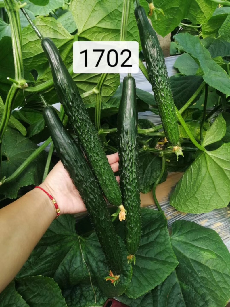热卖黄瓜种子乾德1702强磁黑油亮大黄瓜高产抗病绿瓤