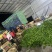 广东基地精品青皮尖椒电商稳定供应各种品质