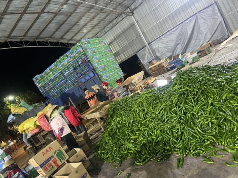 广东基地精品青皮尖椒电商稳定供应各种品质