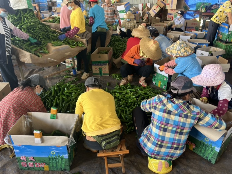 广东基地精品青皮尖椒电商稳定供应各种品质