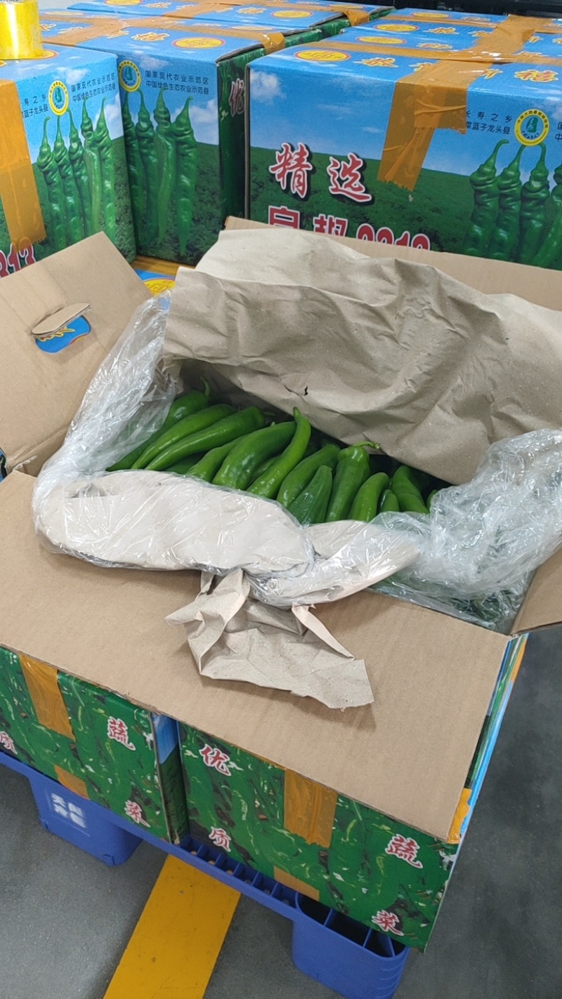 广东基地精品青皮尖椒电商稳定供应各种品质