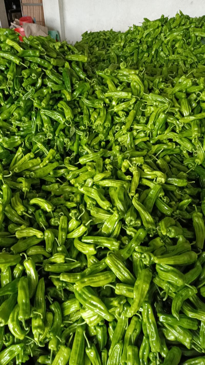 【产地发货】海南精品泡椒大量供应一手货源质量保证