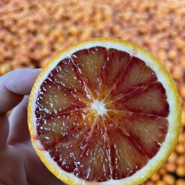 血橙