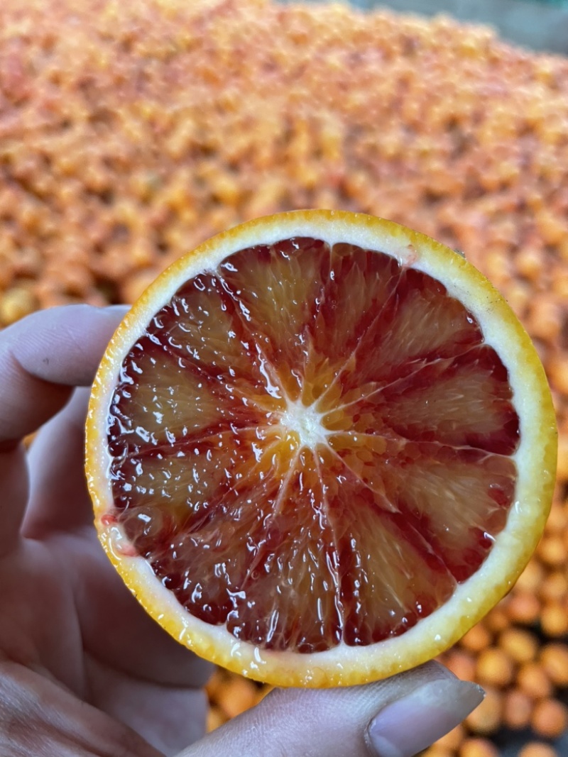 血橙