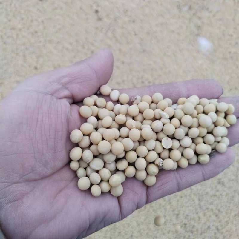 【优选黄豆】自家农场种植的高蛋白黄豆，产地直发量大从优
