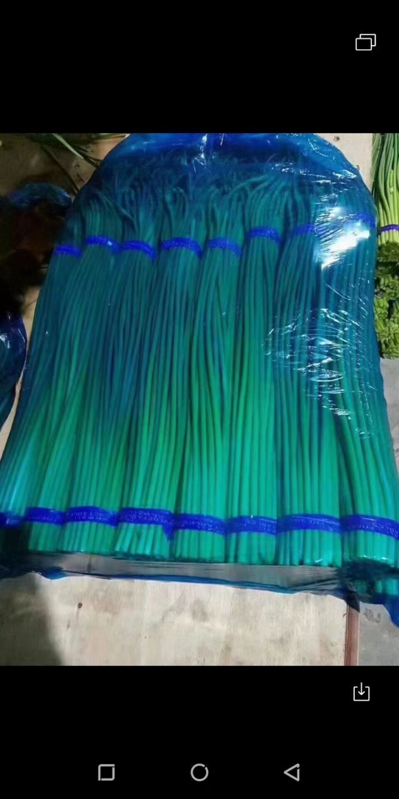 优质蒜苔红帽蒜苔