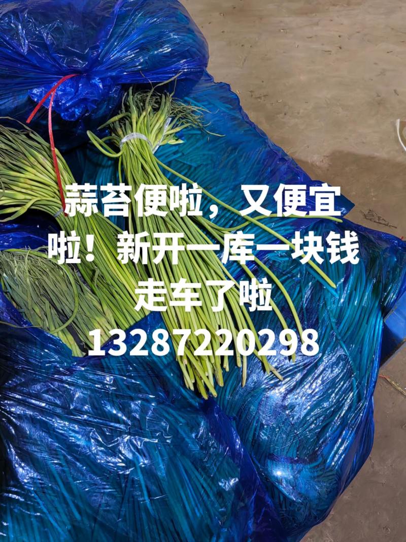 优质蒜苔红帽蒜苔