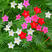 种子爬藤羽叶茑萝种子五角星花易种阳台花新娘花莺萝庭院植物
