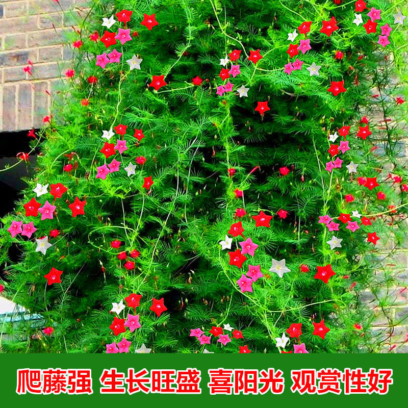 种子爬藤羽叶茑萝种子五角星花易种阳台花新娘花莺萝庭院植物