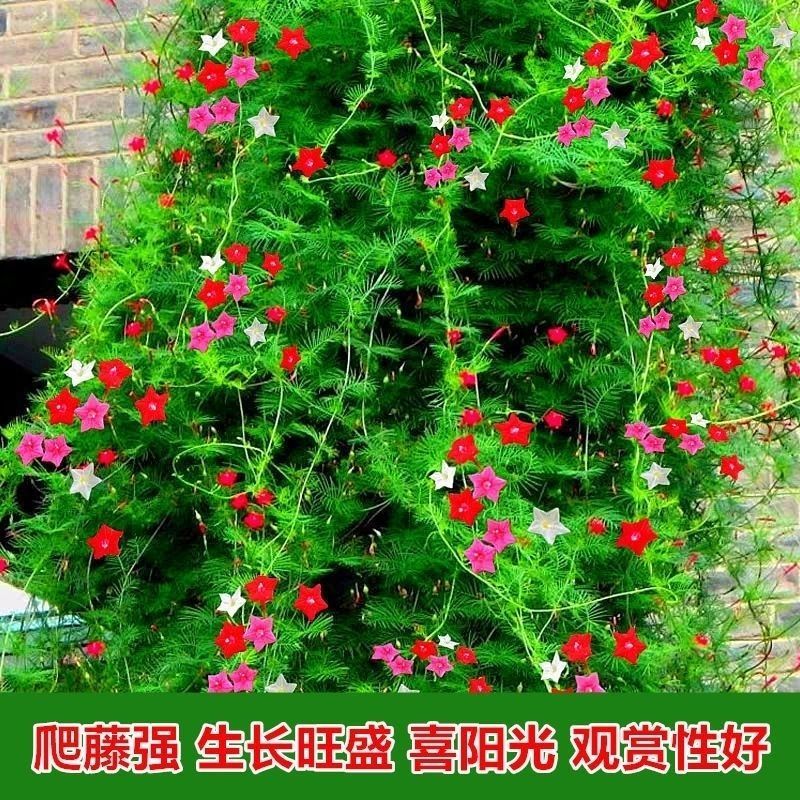 种子爬藤羽叶茑萝种子五角星花易种阳台花新娘花莺萝庭院植物