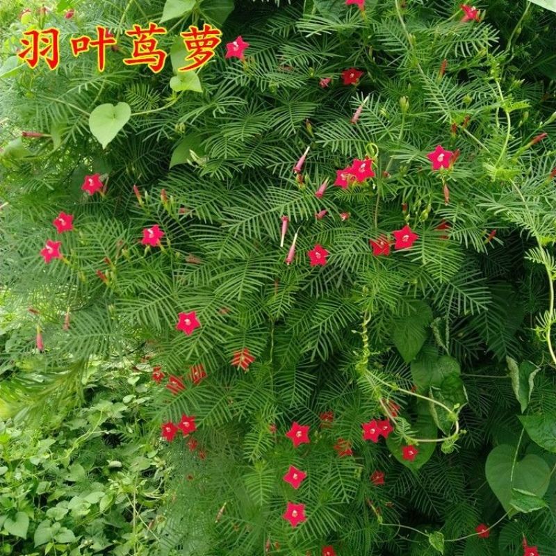 种子爬藤羽叶茑萝种子五角星花易种阳台花新娘花莺萝庭院植物