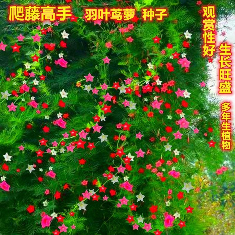 种子爬藤羽叶茑萝种子五角星花易种阳台花新娘花莺萝庭院植物