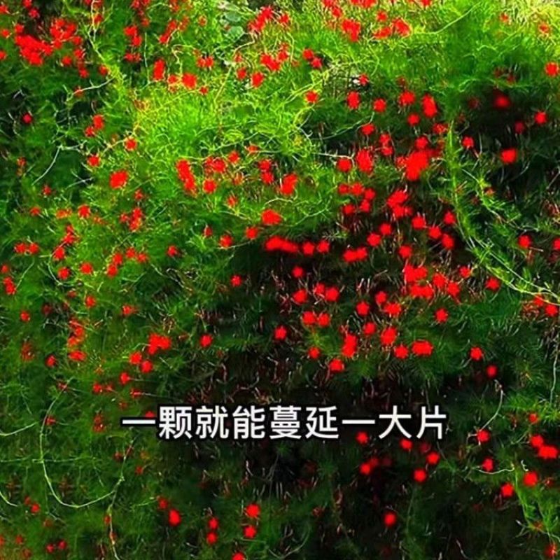 种子爬藤羽叶茑萝种子五角星花易种阳台花新娘花莺萝庭院植物