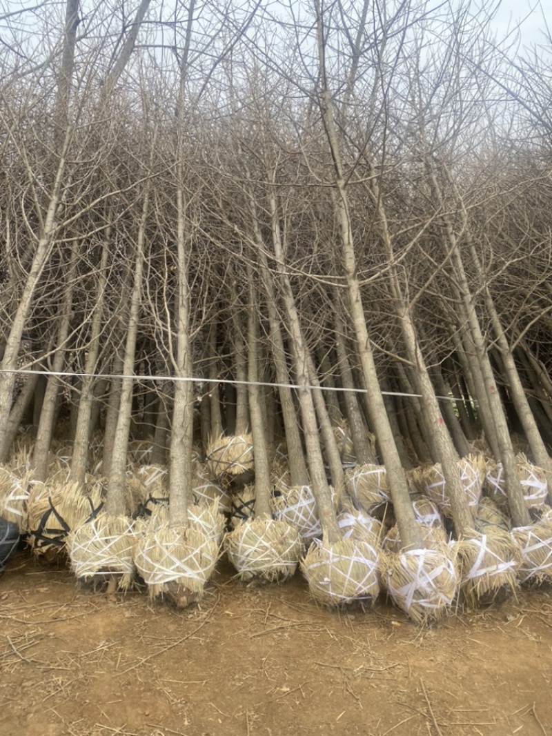 5公分银杏树12元装车大量有货，银杏树苗清地处理
