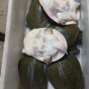 外塘甲鱼水库生态大甲鱼一斤到五斤规格，量大从优，全国发货