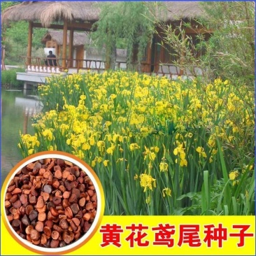 黄菖蒲种子水烛黄花鸢尾水生花卉植物多年生宿根植物耐寒耐涝