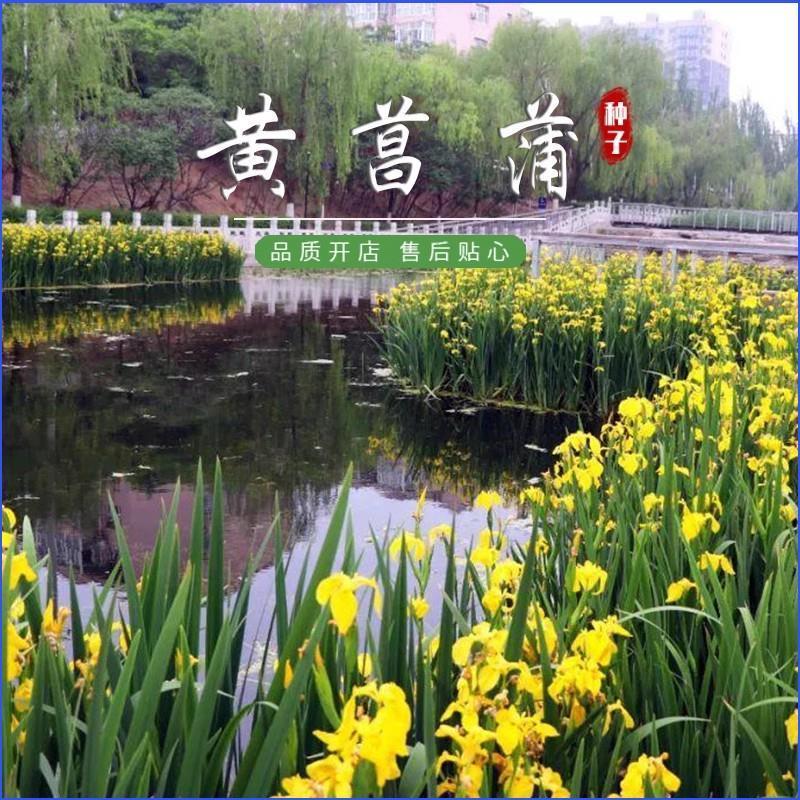 黄菖蒲种子水烛黄花鸢尾水生花卉植物多年生宿根植物耐寒耐涝