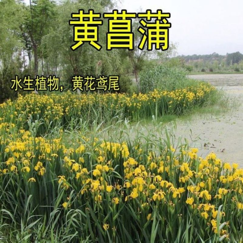 黄菖蒲种子水烛黄花鸢尾水生花卉植物多年生宿根植物耐寒耐涝