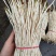 鱼腥草（折耳根）嫩芽，鱼腥草根（折耳根）