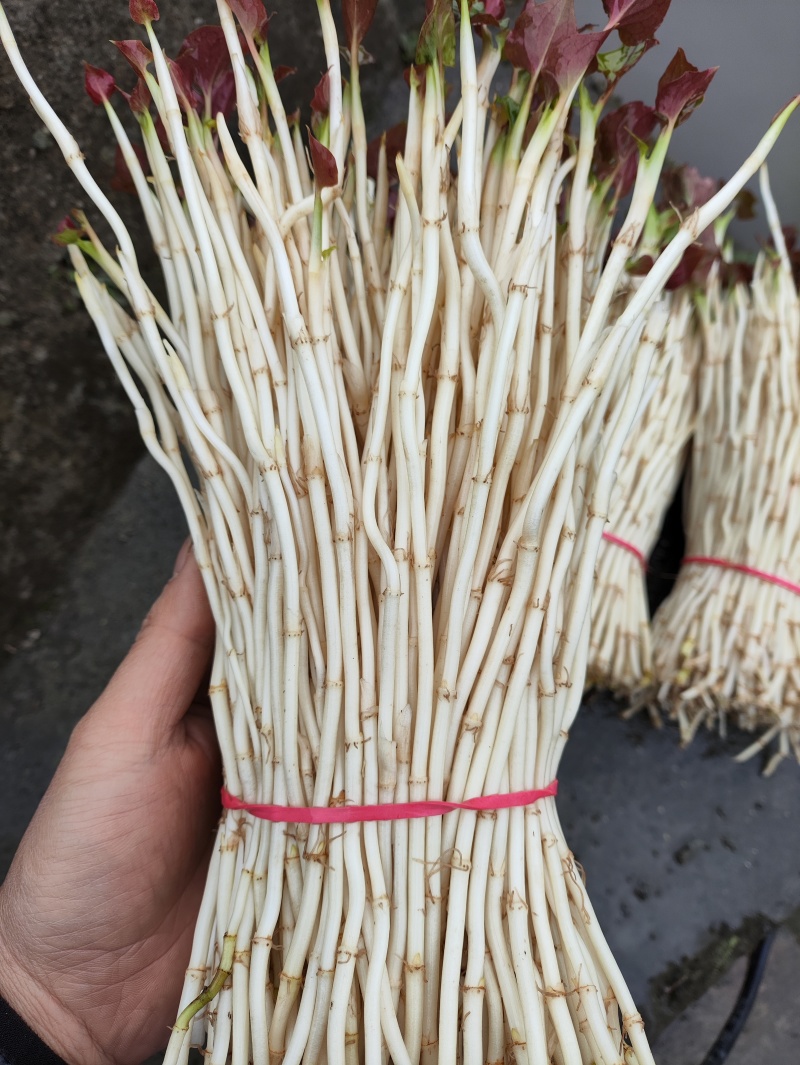 鱼腥草（折耳根）嫩芽，鱼腥草根（折耳根）