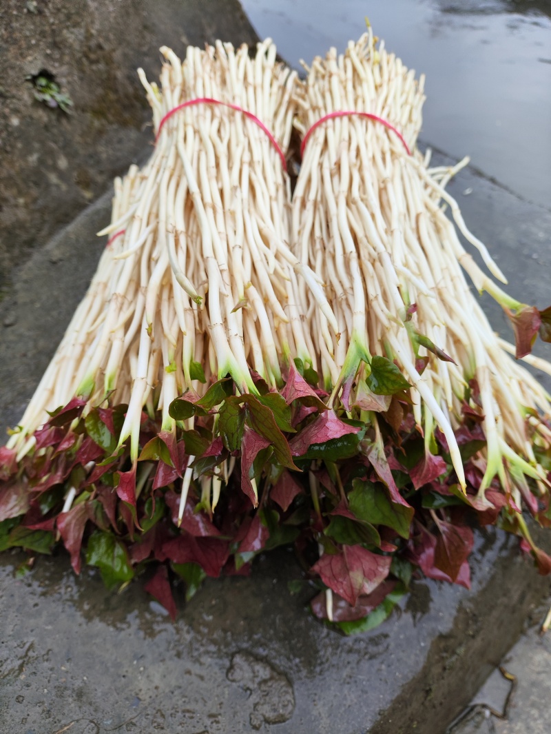 鱼腥草（折耳根）嫩芽，鱼腥草根（折耳根）