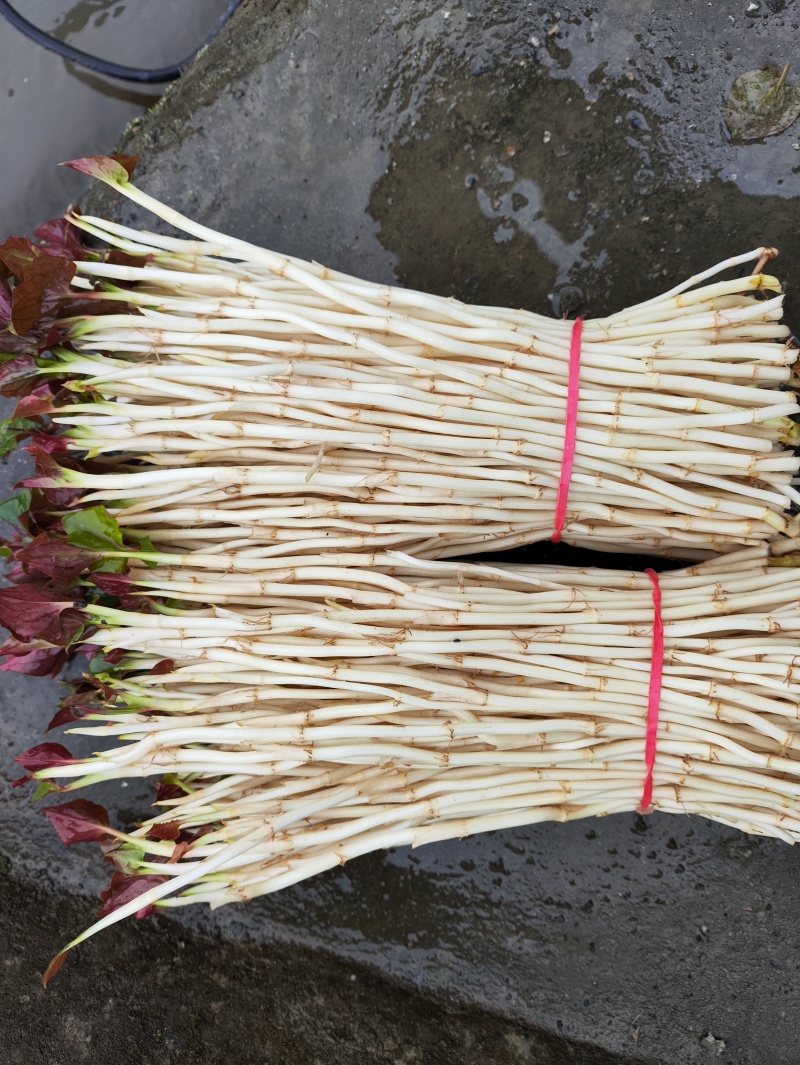 鱼腥草（折耳根）嫩芽，鱼腥草根（折耳根）