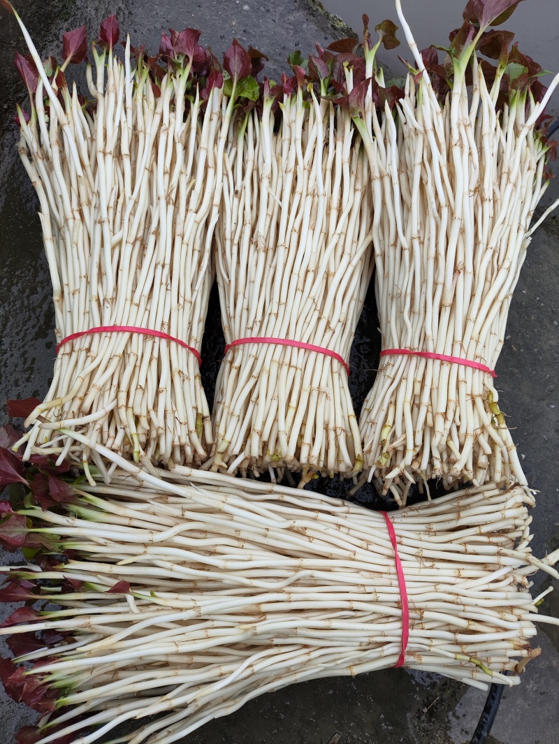 鱼腥草（折耳根）嫩芽，鱼腥草根（折耳根）