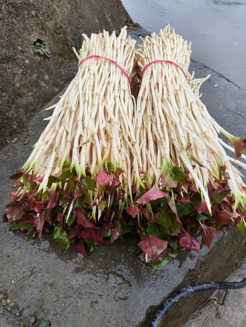 鱼腥草（折耳根）嫩芽，鱼腥草根（折耳根）