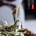 福鼎白茶白牡丹荒野花香白牡丹礼盒装茶农直销源