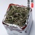福鼎白茶白牡丹荒野花香白牡丹礼盒装茶农直销源