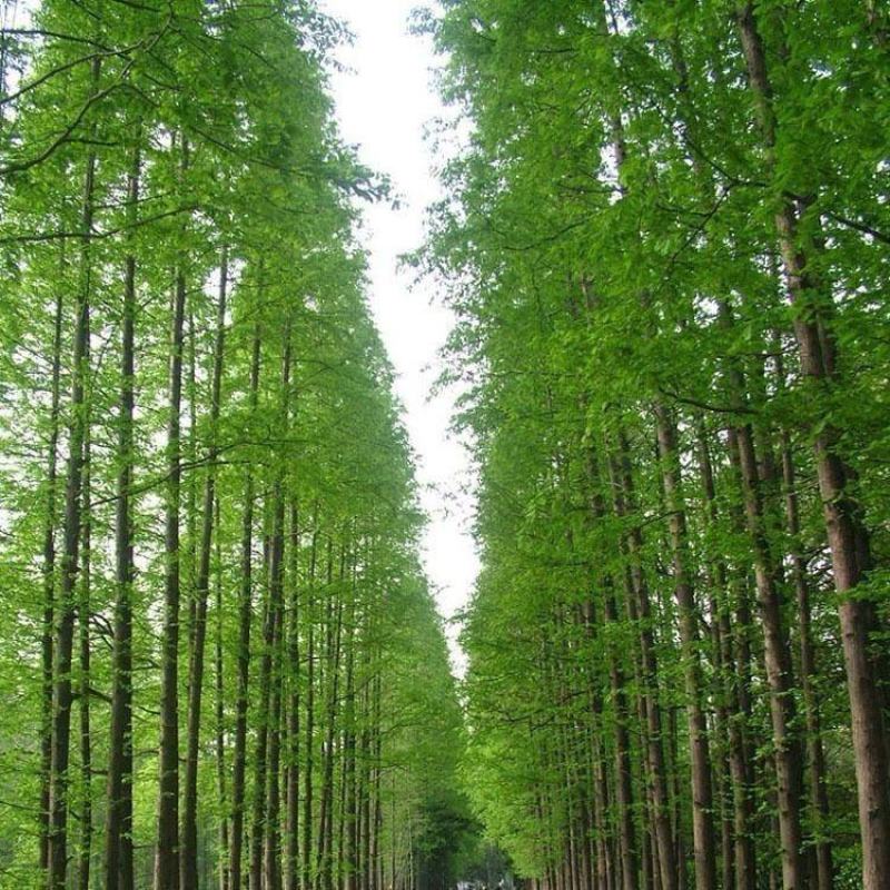 【落羽杉】水生耐水耐寒植物杉树洼地/水塘/河边/占地苗