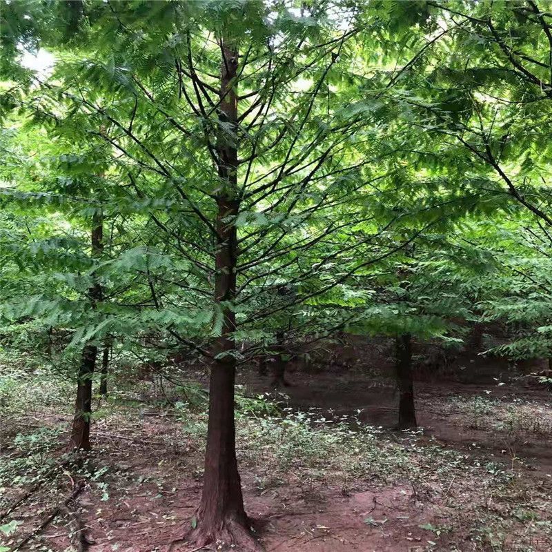 【落羽杉】水生耐水耐寒植物杉树洼地/水塘/河边/占地苗