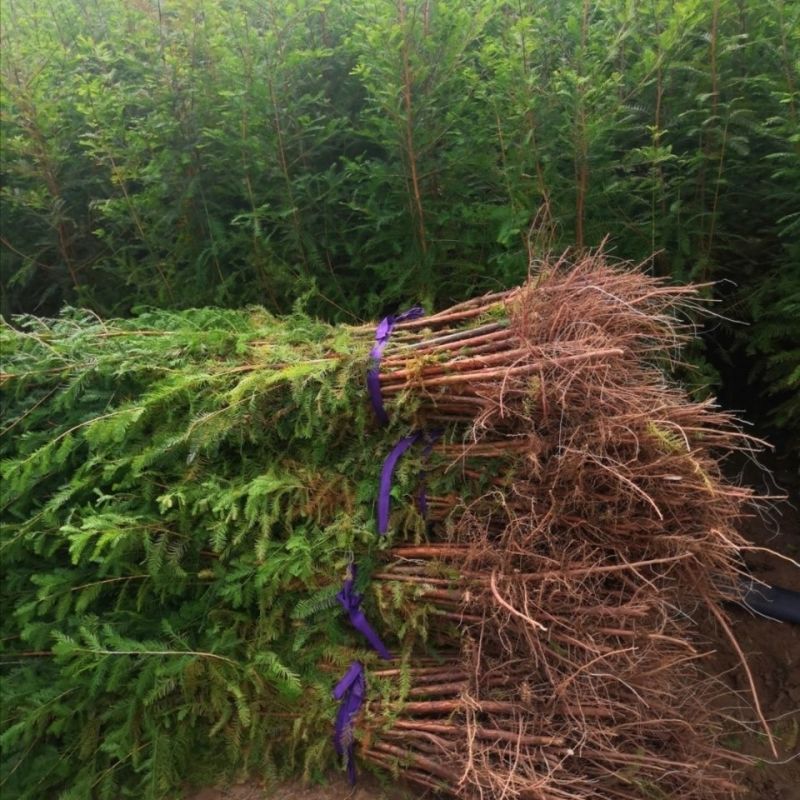 【落羽杉】水生耐水耐寒植物杉树洼地/水塘/河边/占地苗