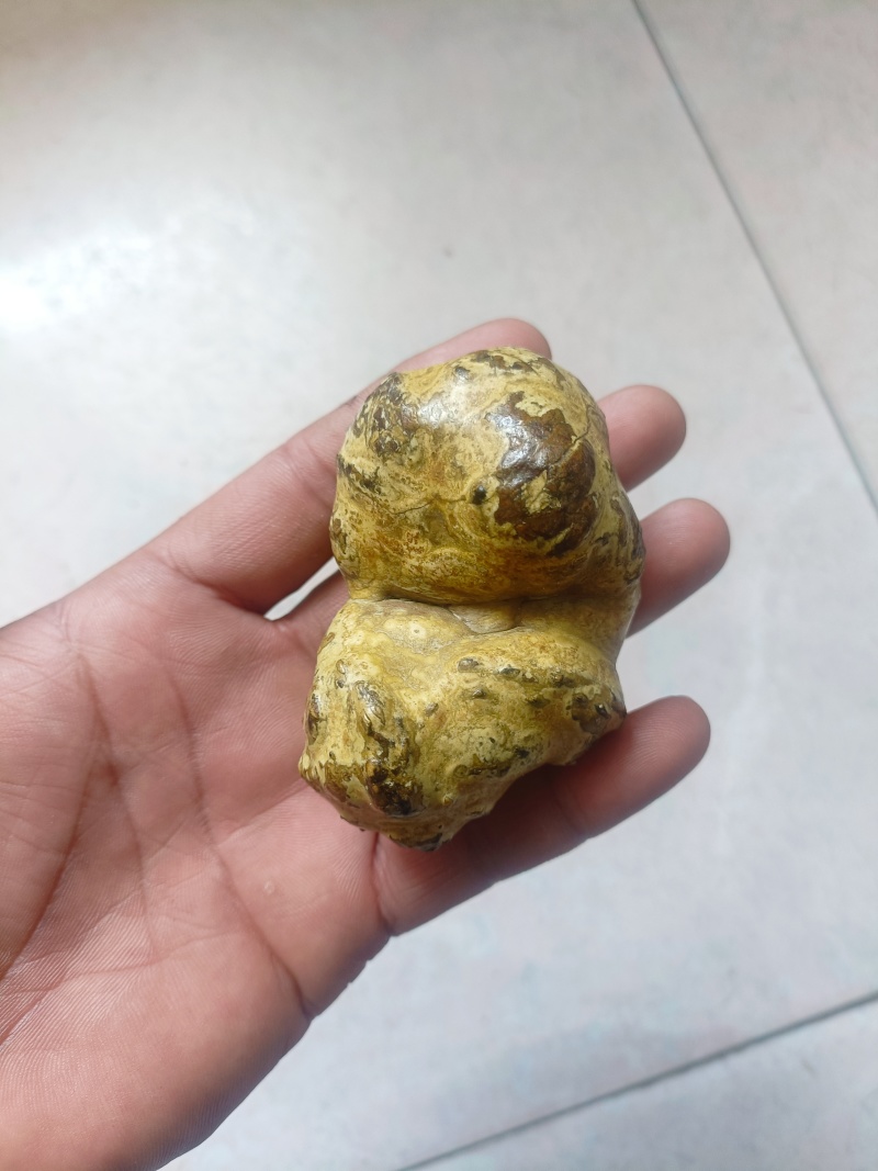 羊结石