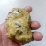 羊结石