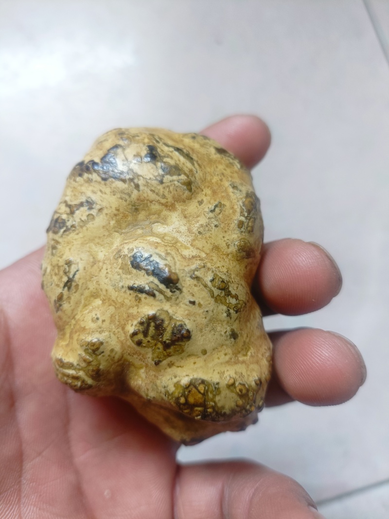 羊结石